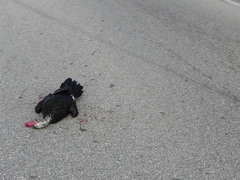 Cairina moschata domestica