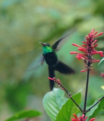 Riccordia swainsonii