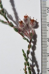 Erica capitata
