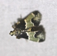 Arescoptera idiotypa