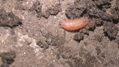 Androniscus dentiger