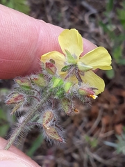 Tuberaria guttata image