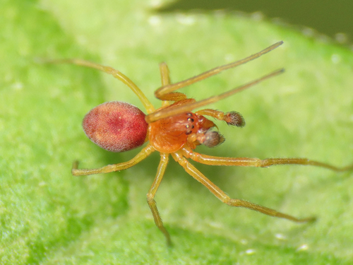 Bleeding Heart Spider