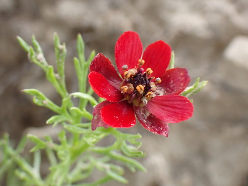 Image of Adonis annua by (c) David Delon, some rights reserved (CC BY)