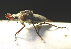 Cacostomus squamosus