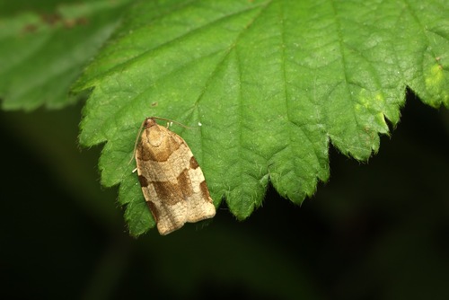 Great Tortrix, Sint-Michielsgestel, Nederland, photo 7 of 10