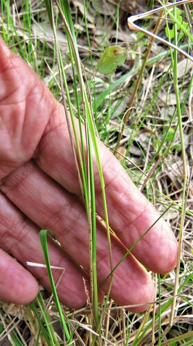 Image of Steinchisma hians by (c) Annika Lindqvist, some rights reserved (CC BY)