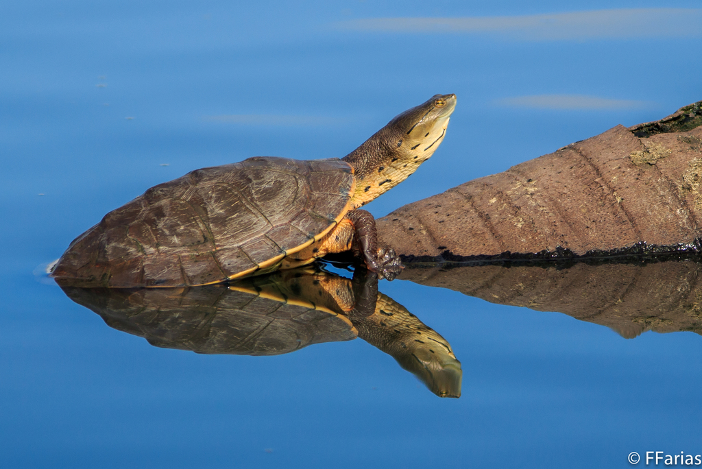 Hilaire’s Side-necked Turtle