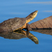 Hilaire’s Side-necked Turtle - Photo (c) Fernando Farias, some rights reserved (CC BY-NC), uploaded by Fernando Farias