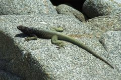 Microlophus atacamensis