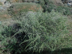 Lycium schweinfurthii