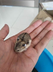 Campbell's Desert Hamster photo 1