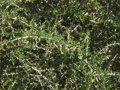 Lycium schweinfurthii