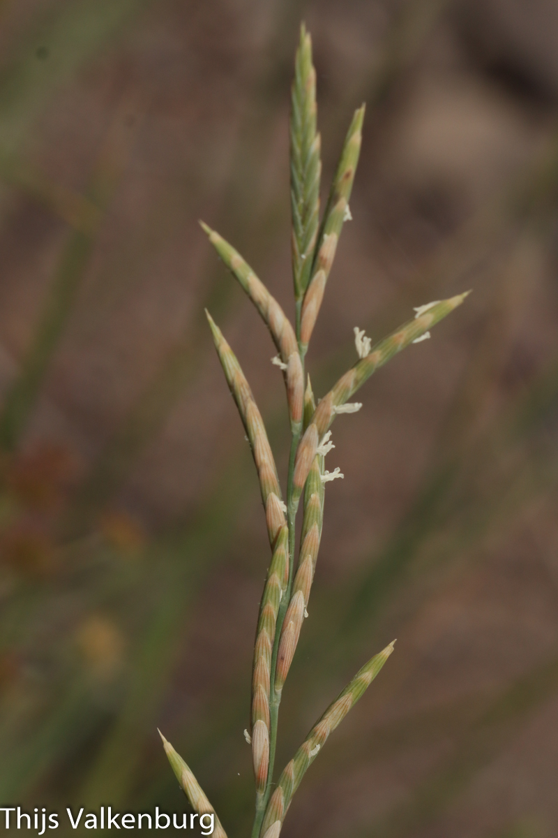 Brachypodium phoenicoides