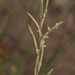 Thinleaf False Brome - Photo (c) Thijs Valkenburg, some rights reserved (CC BY-NC), uploaded by Thijs Valkenburg