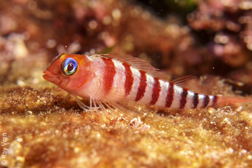 Blue-Eyed Triplefin