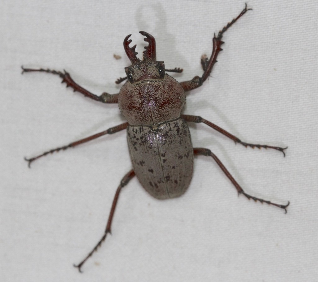 Ryssonotini