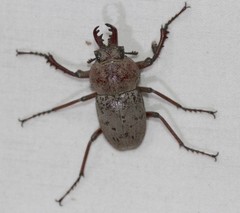 Cacostomus squamosus