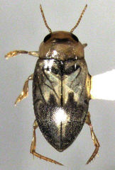 Allodessus
