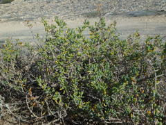 Tetraena alba