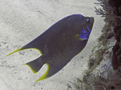 Holacanthus bermudensis