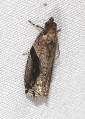 Statherotis pendulata