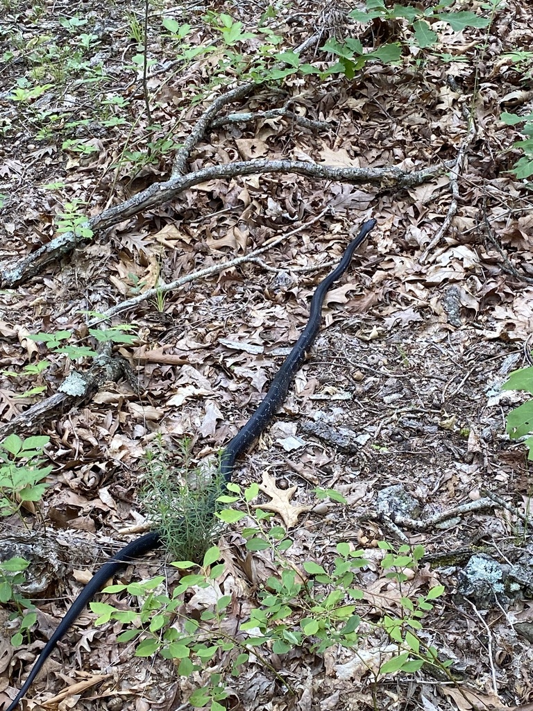 Western Ratsnake in June 2023 by Jim Oehmke · iNaturalist