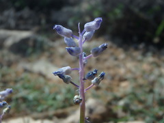 Muscari parviflorum