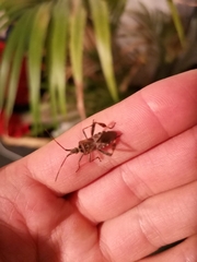 Leptoglossus occidentalis