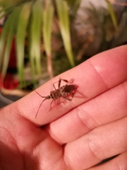 Leptoglossus occidentalis