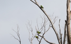 Neophema chrysogaster