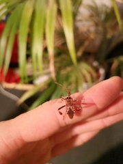 Leptoglossus occidentalis