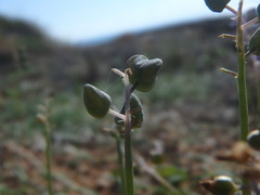 Muscari parviflorum