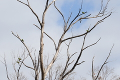 Neophema chrysogaster