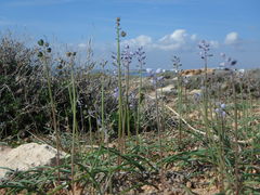 Muscari parviflorum