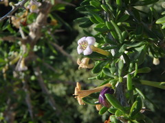 Lycium schweinfurthii