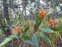 Grevillea glossadenia, photograph (c) Julien Renoult, some rights reserved (CC BY)