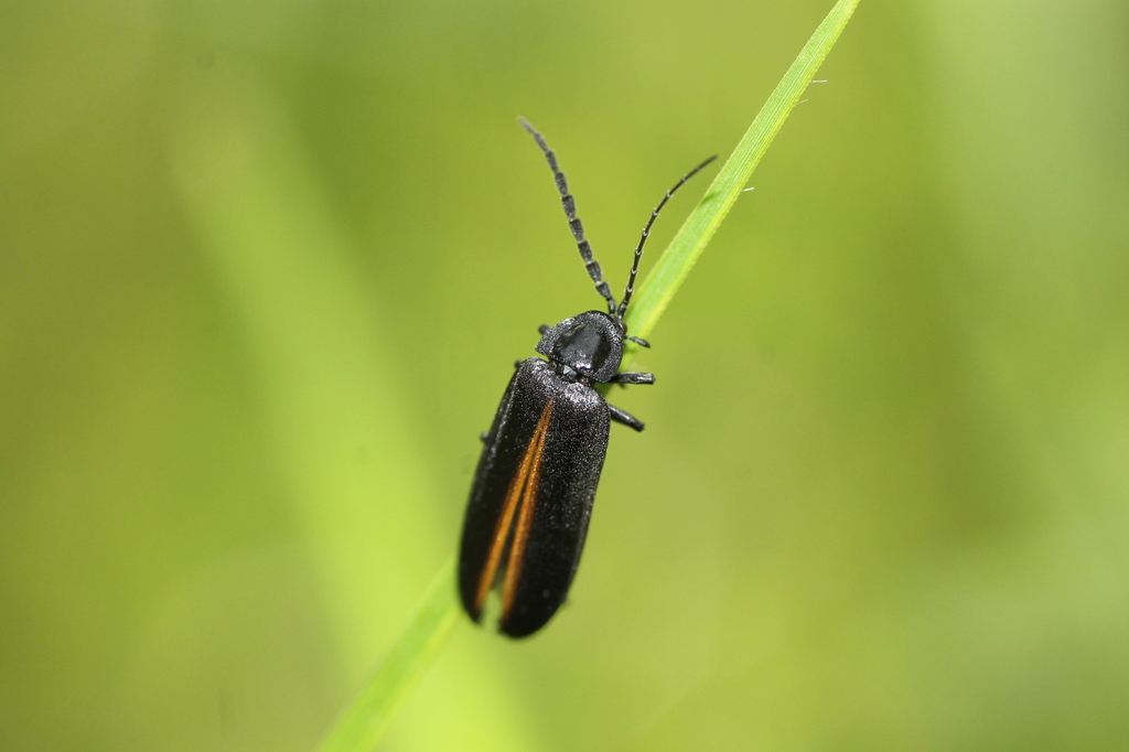 Alychnus