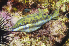 Canthigaster callisterna