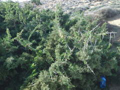 Lycium schweinfurthii