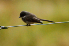 Rhipidura rufiventris