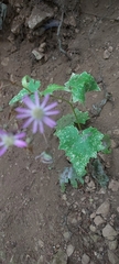 Pericallis echinata image