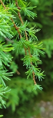 Larix laricina image