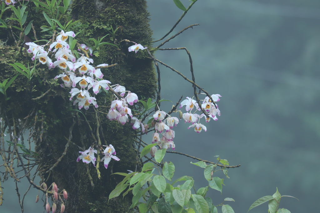 Dendrobium wardianum R.Warner 4