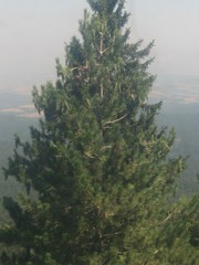 Pinus peuce