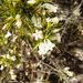 Styphelia xerophylla - Photo (c) Tony Rebelo,  זכויות יוצרים חלקיות (CC BY-SA), הועלה על ידי Tony Rebelo