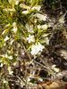 Styphelia xerophylla - Photo (c) Tony Rebelo, some rights reserved (CC BY-SA), uploaded by Tony Rebelo