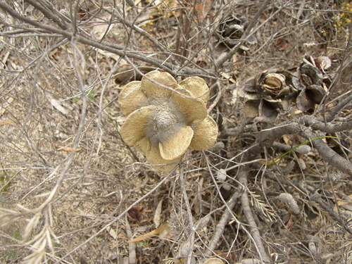 Image of Banksia laricina by (c) Tony Rebelo, some rights reserved (CC BY-SA)
