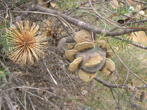 Image of Banksia laricina by (c) Tony Rebelo, some rights reserved (CC BY-SA)