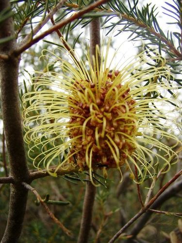Image of Banksia laricina by (c) Tony Rebelo, some rights reserved (CC BY-SA)